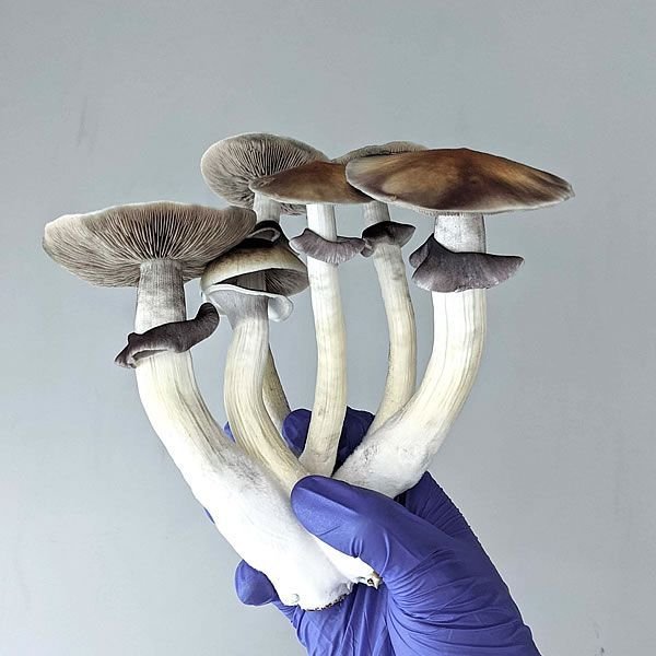 B+ Spore Syringe - Image 2