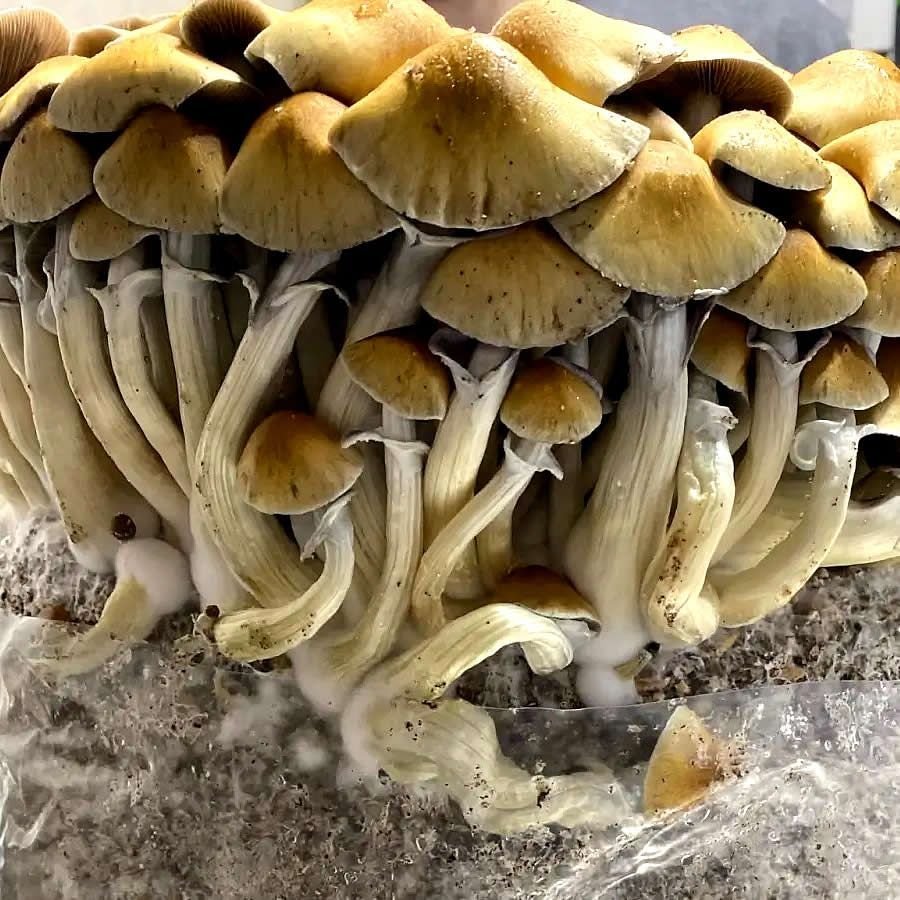 Golden Teacher Spore Print - Image 5