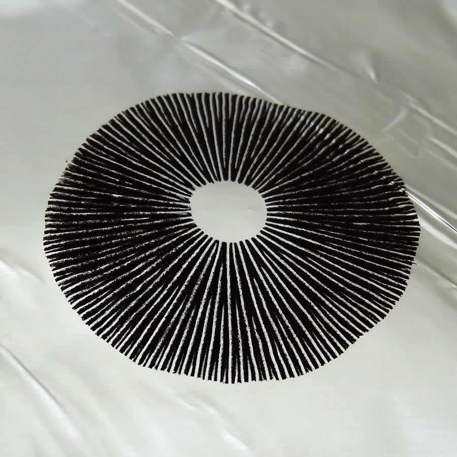 Golden Teacher Spore Print - Image 7