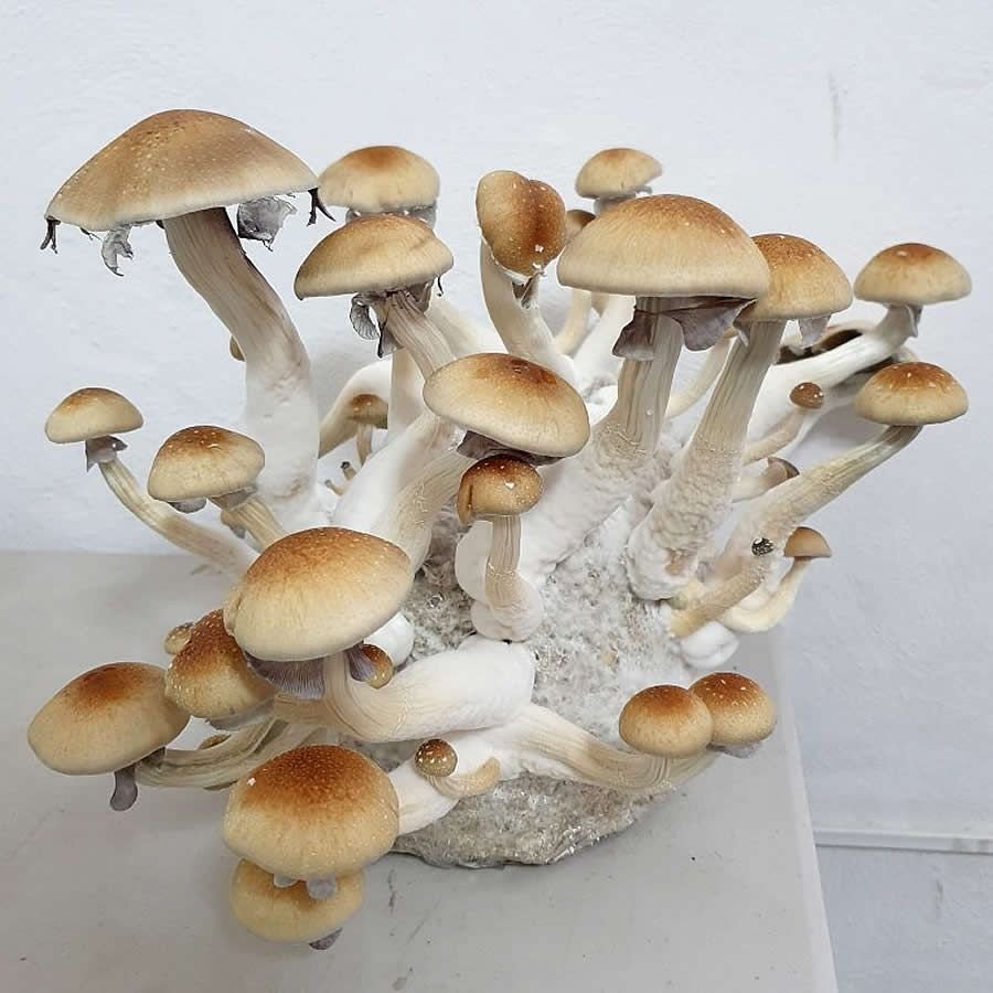 Golden Teacher Spore Print - Image 3
