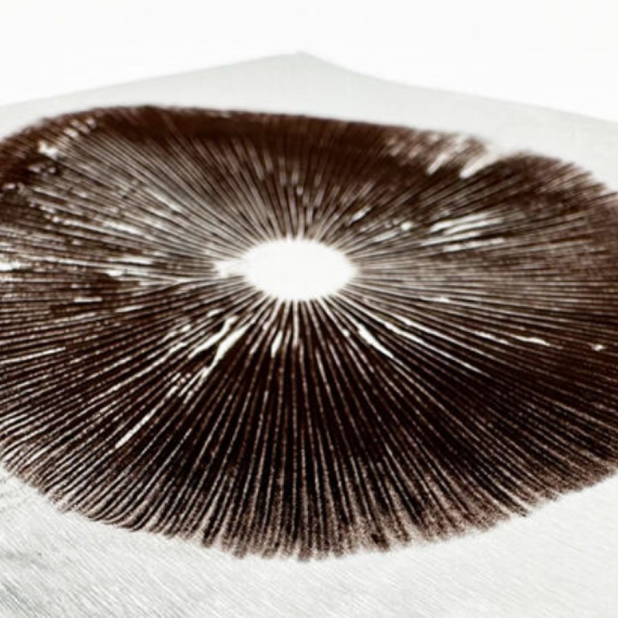 Golden Teacher Spore Print - Image 6