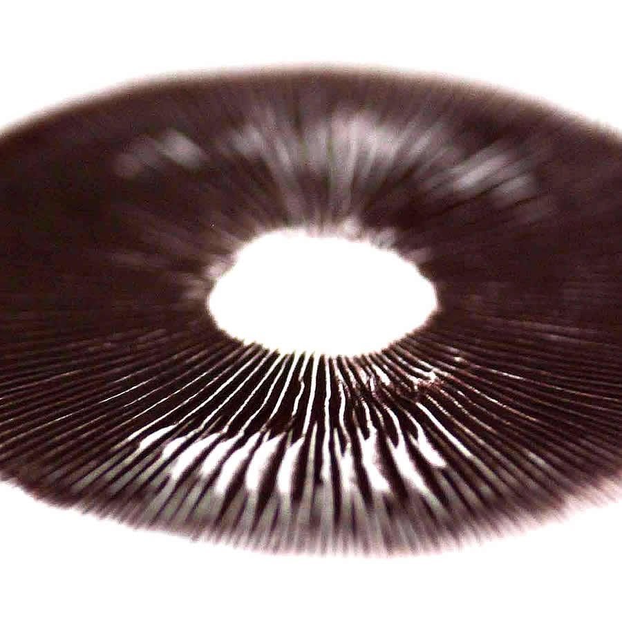 Golden Teacher Spore Print - Image 8