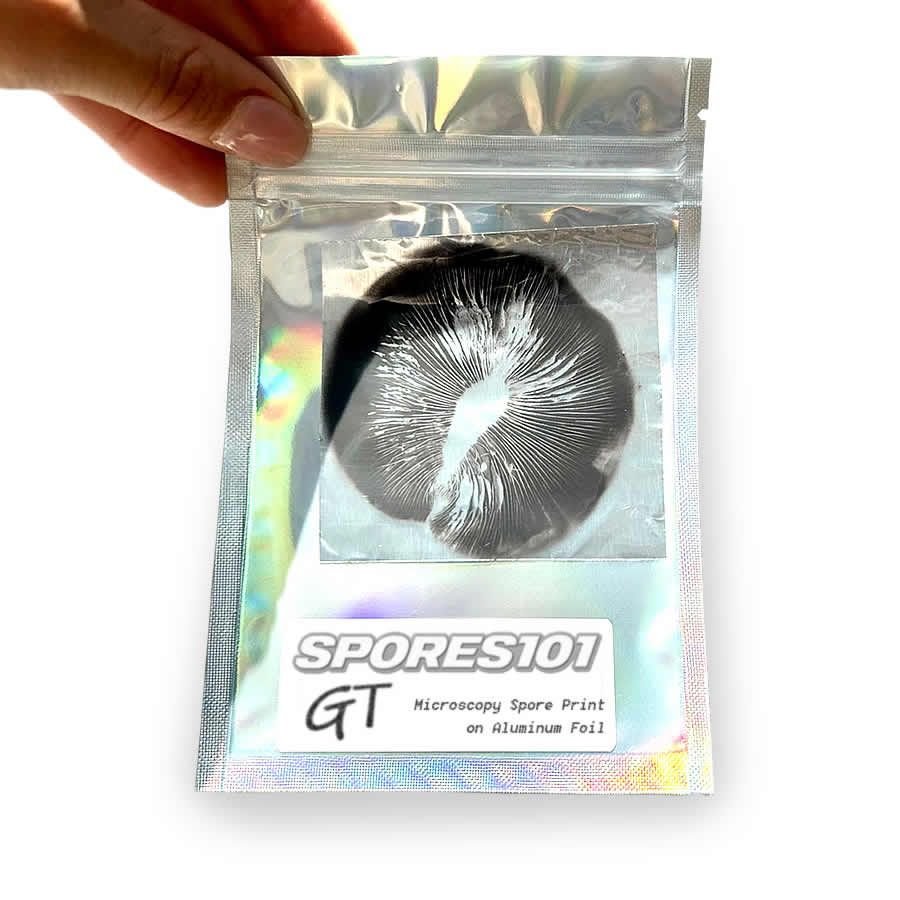 Golden Teacher Spore Print - Image 2
